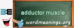 WordMeaning blackboard for adductor muscle